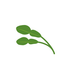 Illustration of a branched lime leaf. Illustration of a hand-drawn lime leaf 