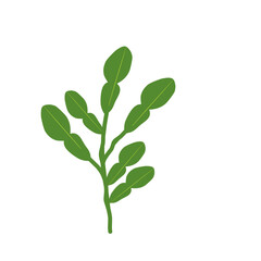 Fototapeta premium Illustration of a branched lime leaf. Illustration of a hand-drawn lime leaf 
