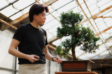 Asian florist working with juniper bonsai in glasshouse