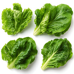 Fresh green lettuce heads forming a pattern on white background