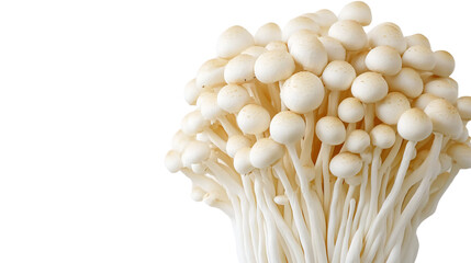 Fresh Mushroom Isolated on White Background for Professional Use