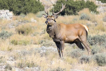 Obraz premium Majestic stag standing proudly in a mountain valley during golden hour