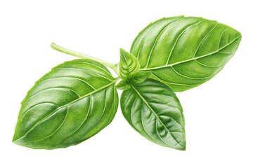 Obraz premium fresh basil leaves