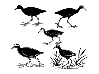 jacana bird sihouette black vector bundle