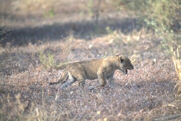 lion in wild savanna , Animal of africa