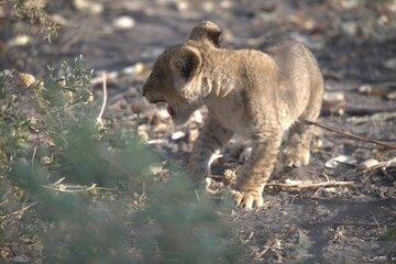 lion in wild savanna , Animal of africa