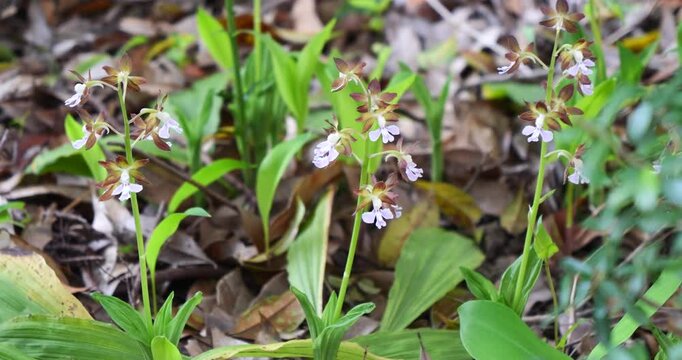 春咲きの花　エビネ　スローモーション