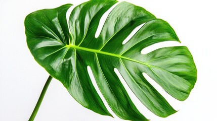 Fototapeta premium Vibrant monstera leaf with slight browning on white background