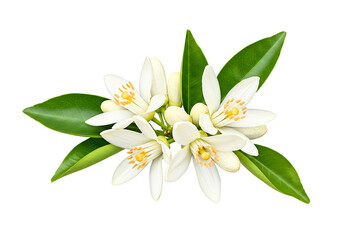 Obraz premium Orange Blossom Isolated on Transparent Background