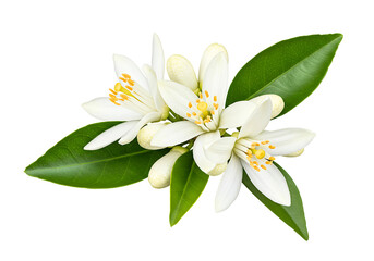 Obraz premium Orange Blossom Isolated on Transparent Background