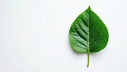 Close-up of a vibrant green leaf on a minimalistic background nature close-up indoor natural light