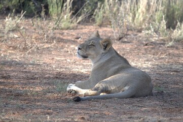 Lion in wild savanna , animal of africa
