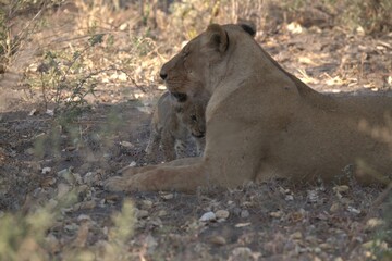 Lion in wild savanna , animal of africa
