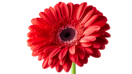 Professional Grade 100mm Lens Capturing Ultra-Clear 8K Flower Photography