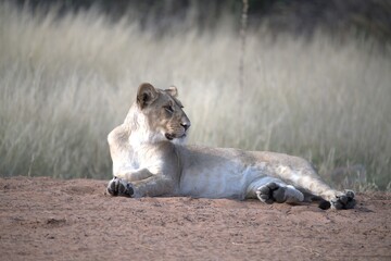 Lion in wild savanna , animal of africa
