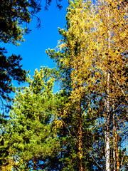 Autumn forest landscape in the early morning