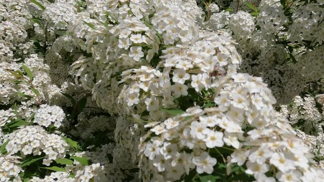 Spiree in fiore