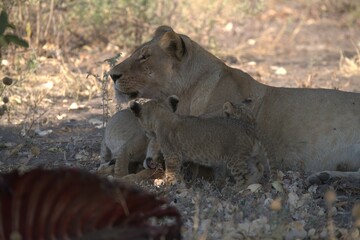 Lion in wild savanna , animal of africa