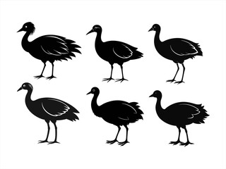 Obraz premium swamphen bird sihouette black vector bundle
