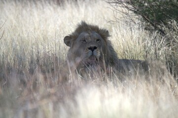 Lion in wild savanna , animal of africa
