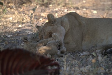 Lion in wild savanna , animal of africa
