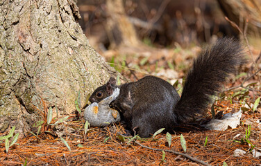 Black squirrel carries her young grey baby under her chin to a safer place after falling out of a tree in the spring forest near the Ottawa river in Canada