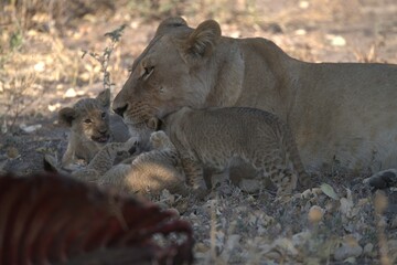 Lion in wild savanna , animal of africa

