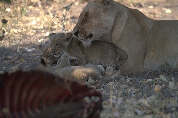 Lion in wild savanna , animal of africa
