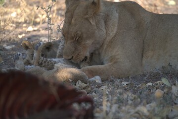 Lion in wild savanna , animal of africa

