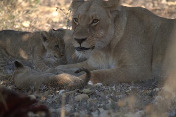 Lion in wild savanna , animal of africa
