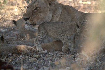 Lion in wild savanna , animal of africa
