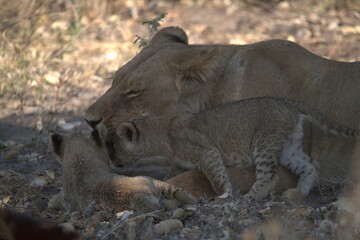 Lion in wild savanna , animal of africa
