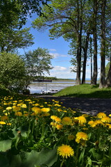 Obraz premium Wildflowers in the park in spring, Montmagny, Québec, Canada