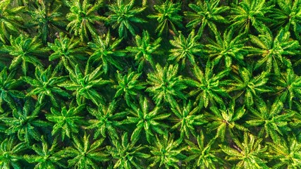 Endless green palm trees create a tropical oasis in Chumphon Thailand from above