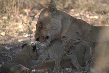 Lion in wild savanna , animal of africa