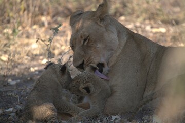 Lion in wild savanna , animal of africa