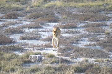 Lion in wild savanna , animal of africa