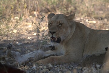 Lion in wild savanna , animal of africa