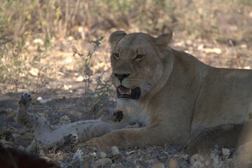 Lion in wild savanna , animal of africa