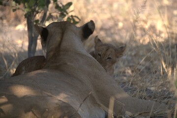 Lion in wild savanna , animal of africa