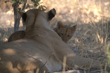 Lion in wild savanna , animal of africa