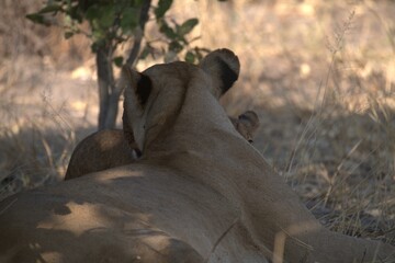Lion in wild savanna , animal of africa