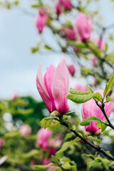 Blossoming pink magnolia flowers against a cloudy sky in springtime garden