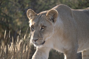 Fototapeta premium Lion in wild savanna , animal of africa