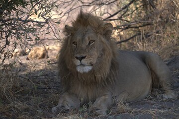 Lion in wild savanna , animal of africa