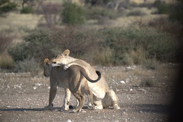 Lion in wild savanna , animal of africa