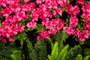 Vibrant pink azaleas bloom in a lush garden surrounded by green ferns and foliage