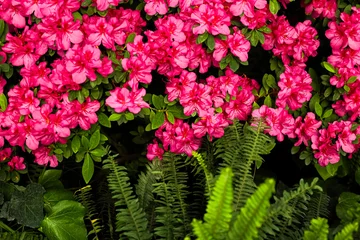 Vibrant pink azaleas bloom in a lush garden surrounded by green ferns and foliage