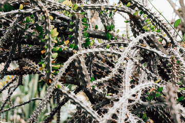 Cactus plants grow with vibrant green leaves among the sharp thorns in sunlight