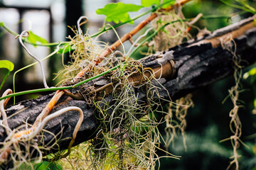 Natural vegetation spreads across a weathered branch in a lush environment during daylight hours